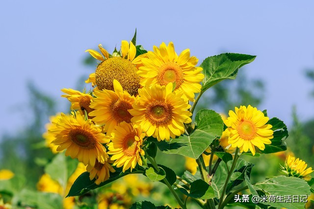 80后鼻咽癌,80后癌症病人自述