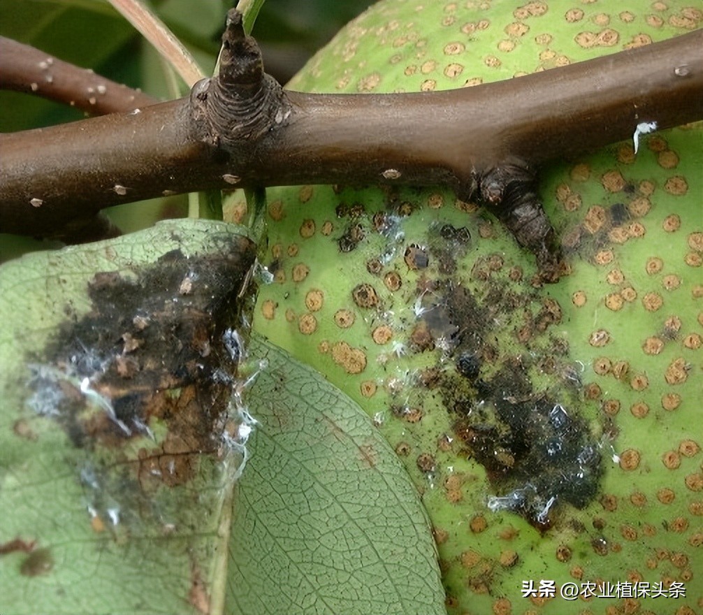 昆虫和害虫种类,昆虫和害虫的分类