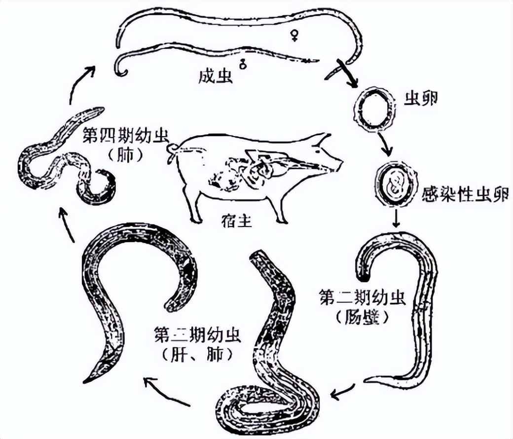 黄建荣教授：以肝损伤为主要表现的寄生虫病诊治进展