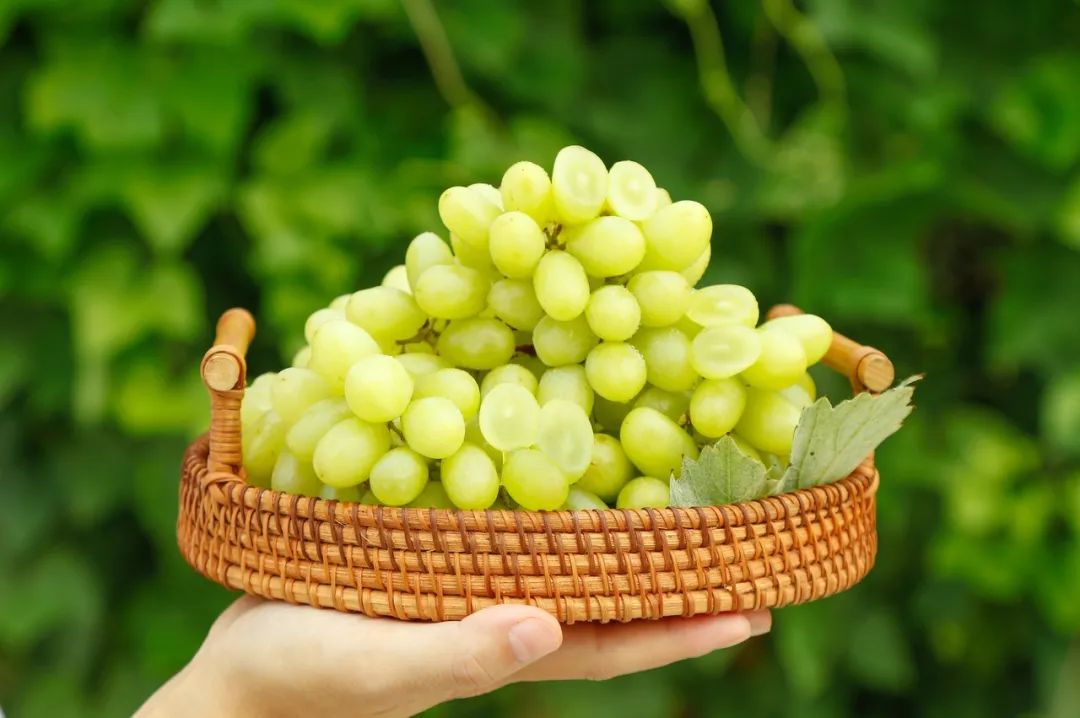 水果店老板不让挑水果,果农不会告诉你的挑水果技巧