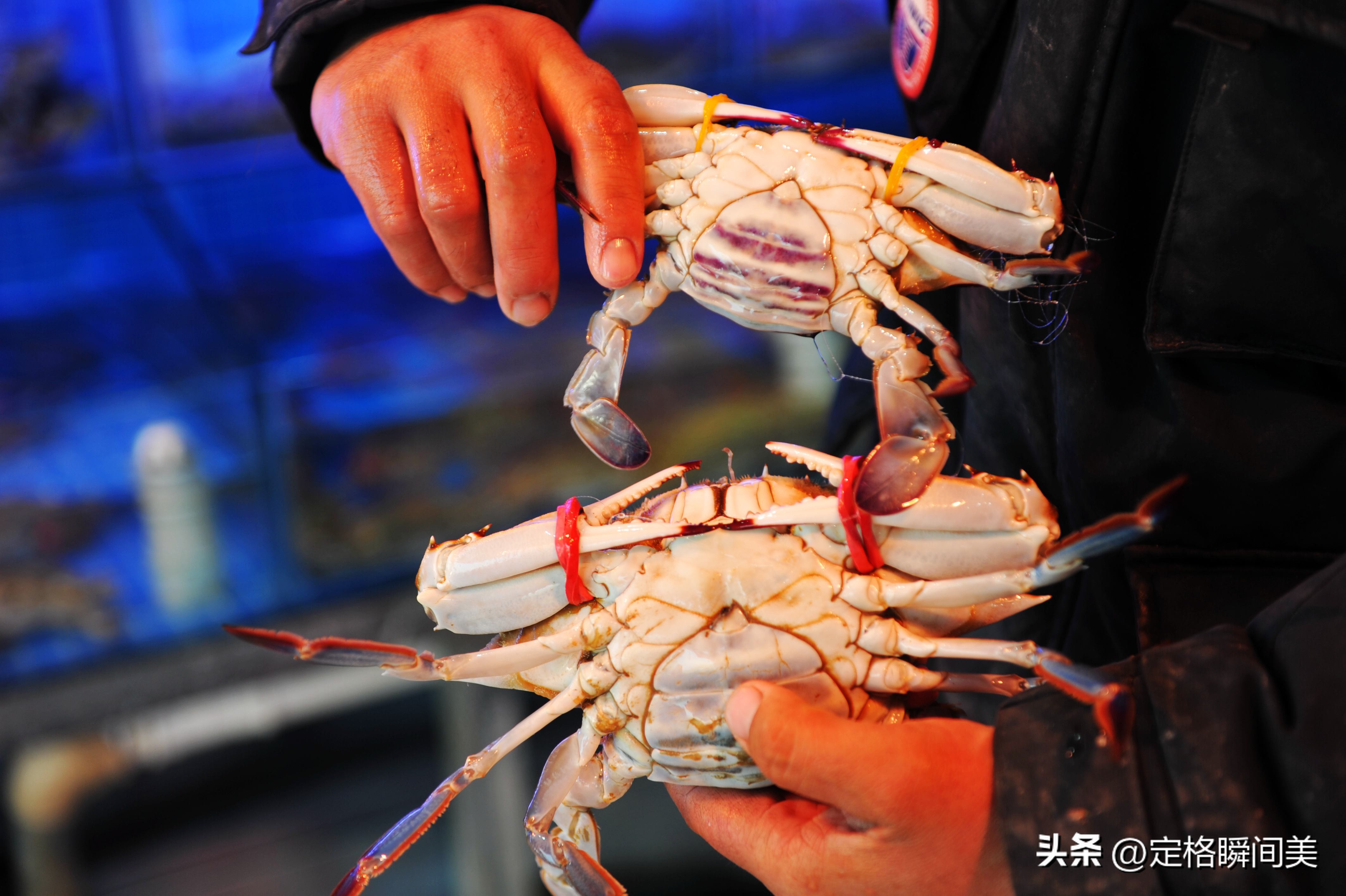 梭子蟹50斤批发,最便宜的螃蟹鲜活发货