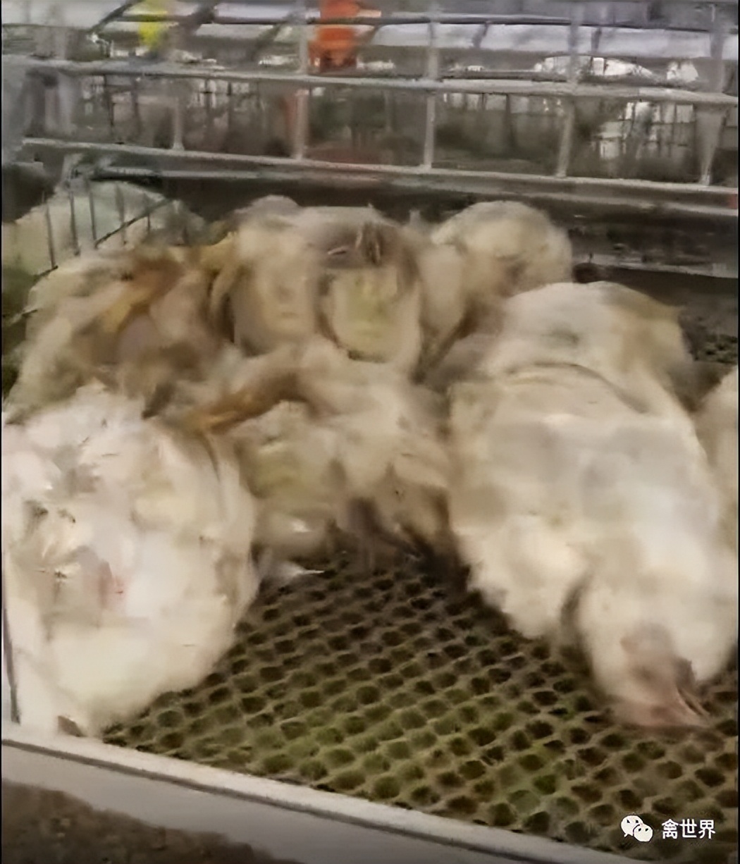 鸡养殖场降温的最佳方法,养鸡场热死鸡怎么办