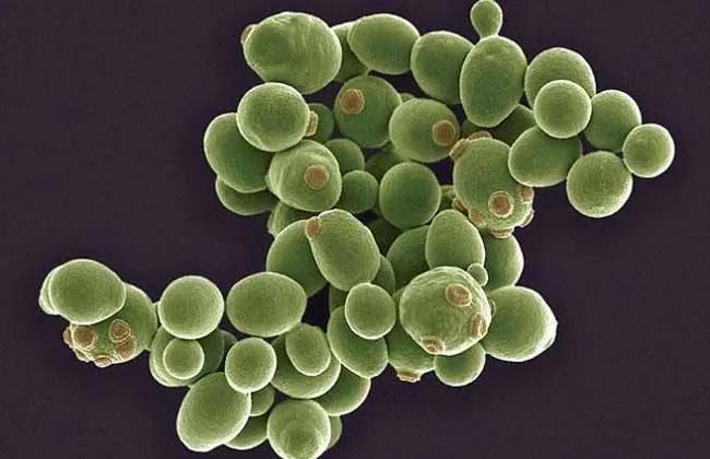 不爱洗手的儿童会得寄生虫吗,小孩不注意卫生感染寄生虫