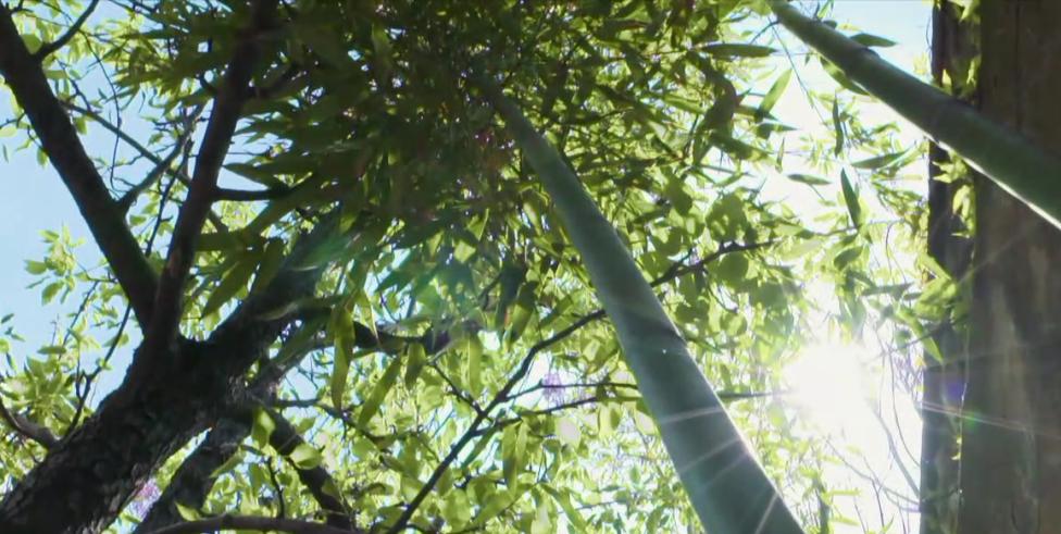 给孩子起名叫杜甫行吗,杜甫给孩子取名字