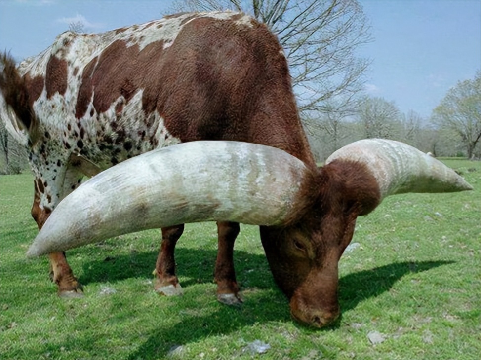 26张离奇动物照片：克苏鲁大人在沙滩爬行，货轮撞翻鲸鱼