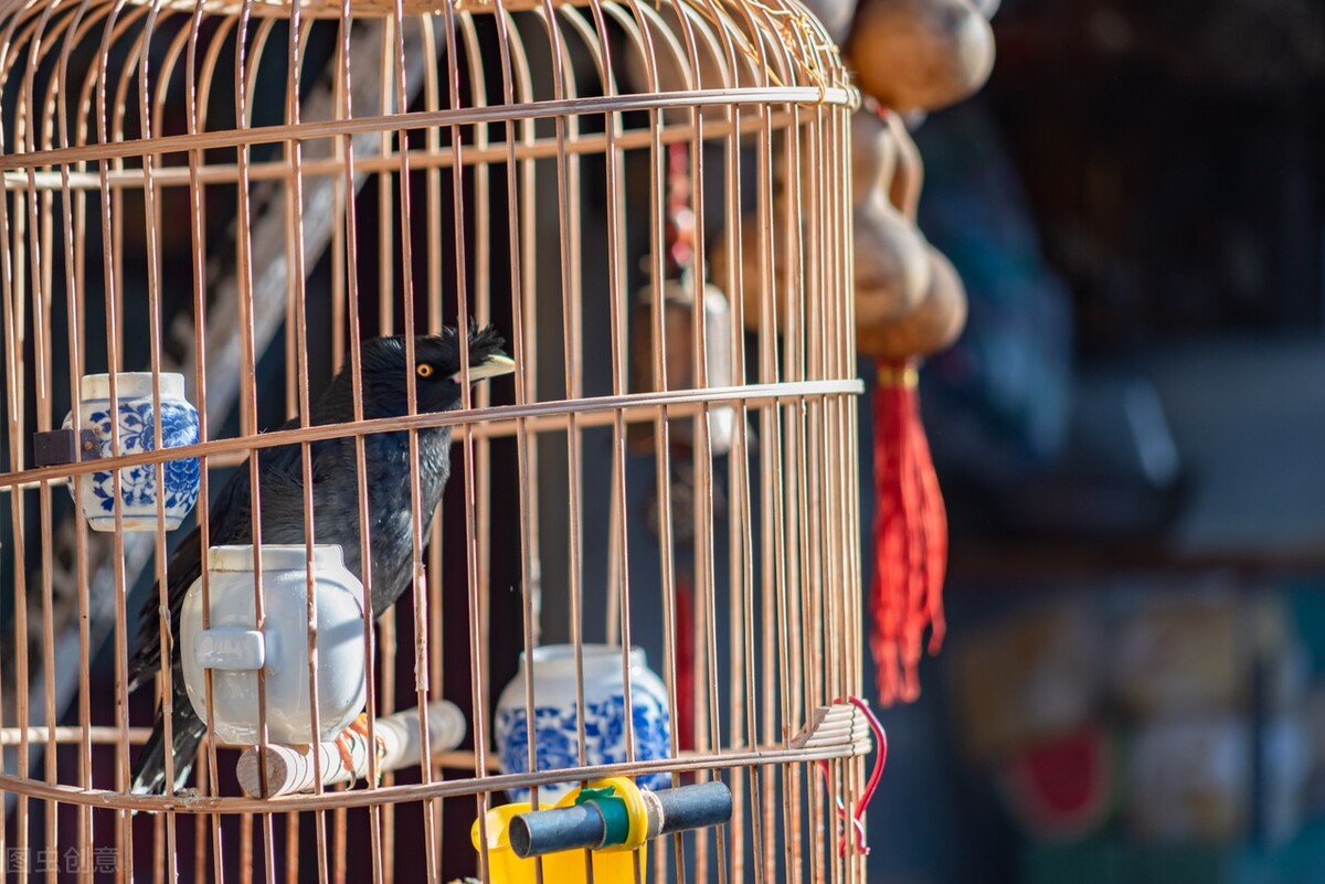 养八哥鸟需要注意什么,八哥鸟饲养视频