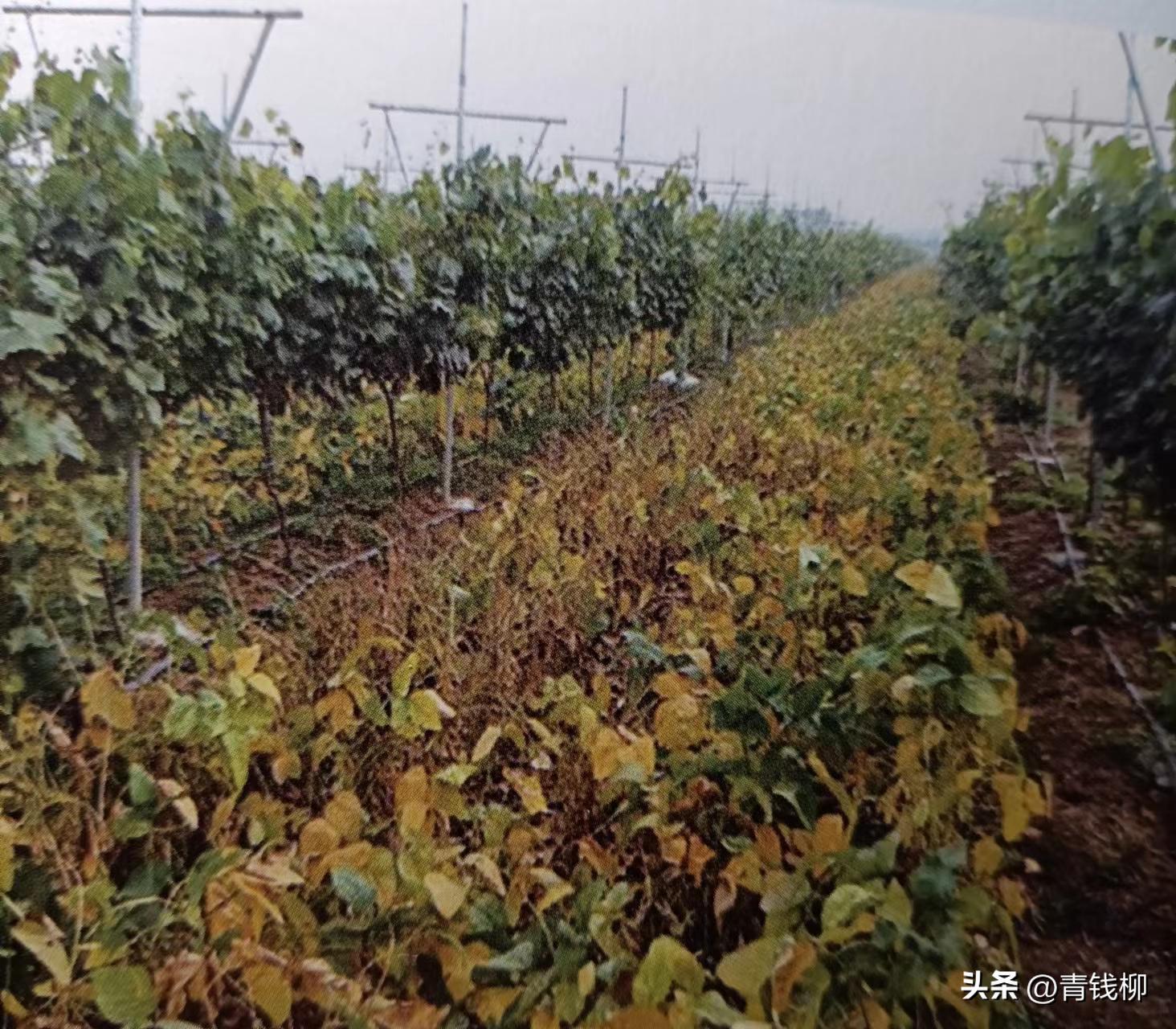 阳光玫瑰葡萄种植土处理,种阳光玫瑰葡萄怎样改良土壤