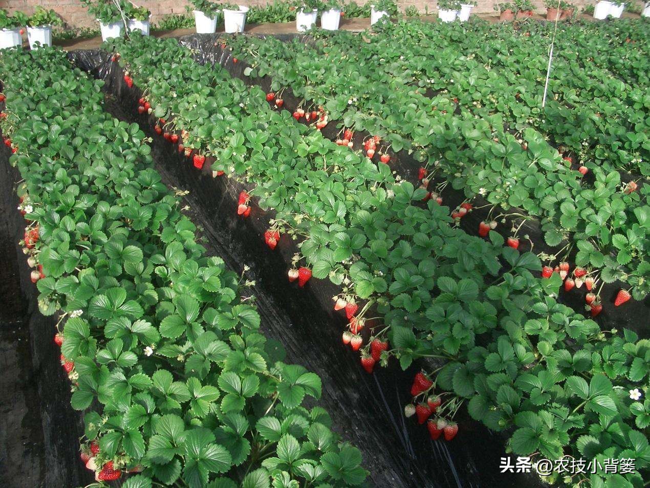 草莓促花芽分化的最快捷方法,草莓花芽分化有规律促花管理
