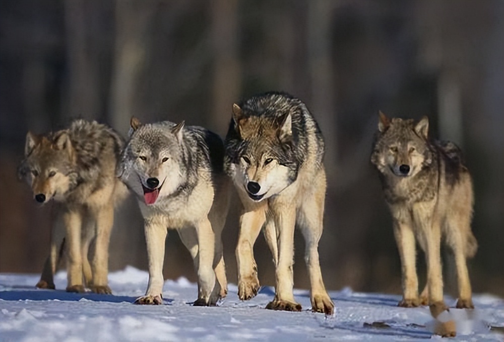 被狼群救下的藏獒,西藏一头孤狼咬死七只藏獒