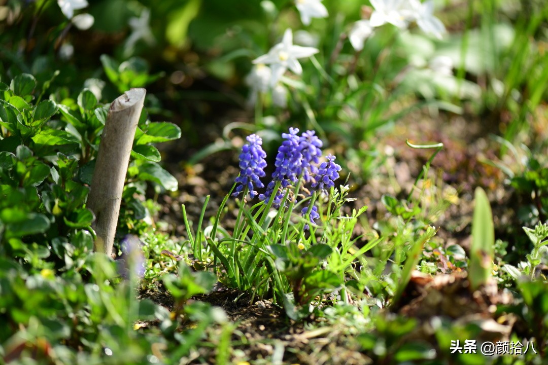 流放到菜地的花儿们，尽情绽放吧，不管在哪里｜园丁