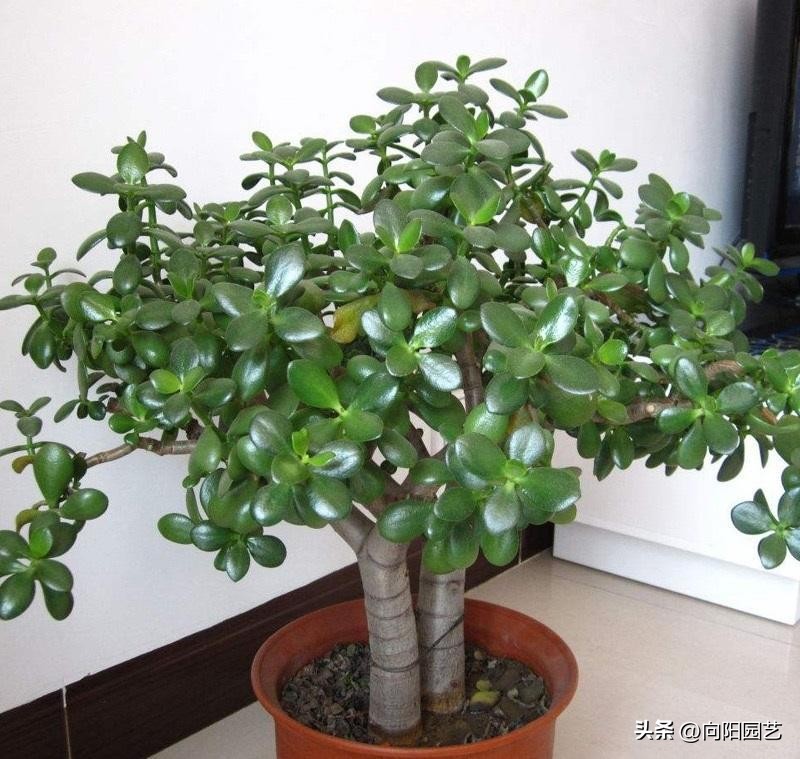 客厅最旺财的10种花,过年摆什么花放在客厅