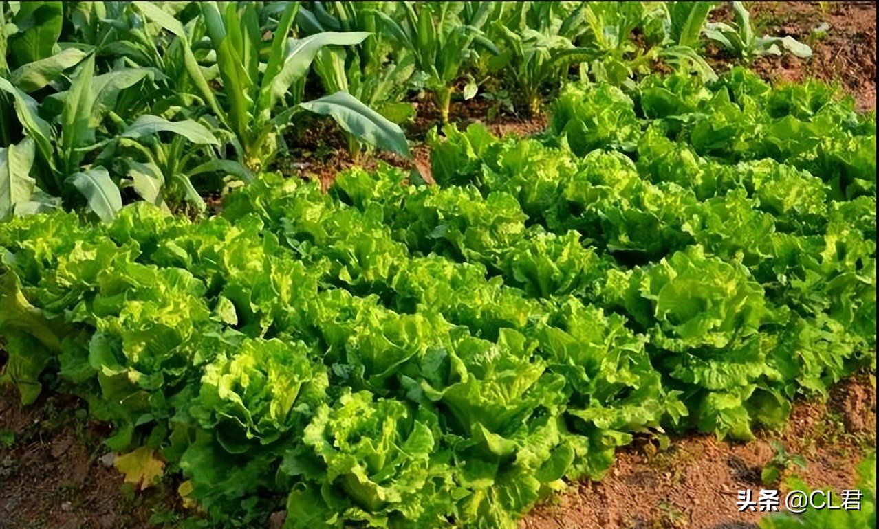 阳台种菜菜青虫打什么药,种菜有小虫子有什么办法解决