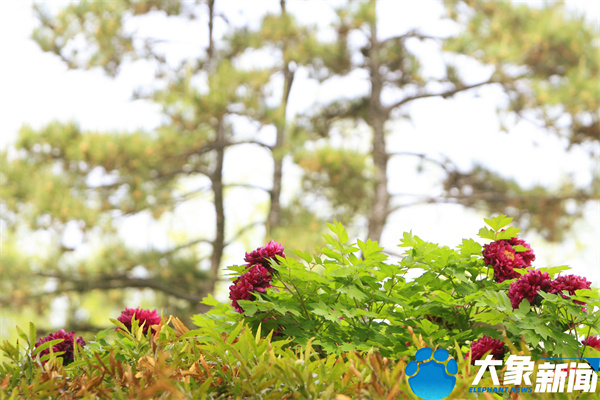 花开时节动京城最美不过洛阳城,四月洛阳美如画千年帝都是花城