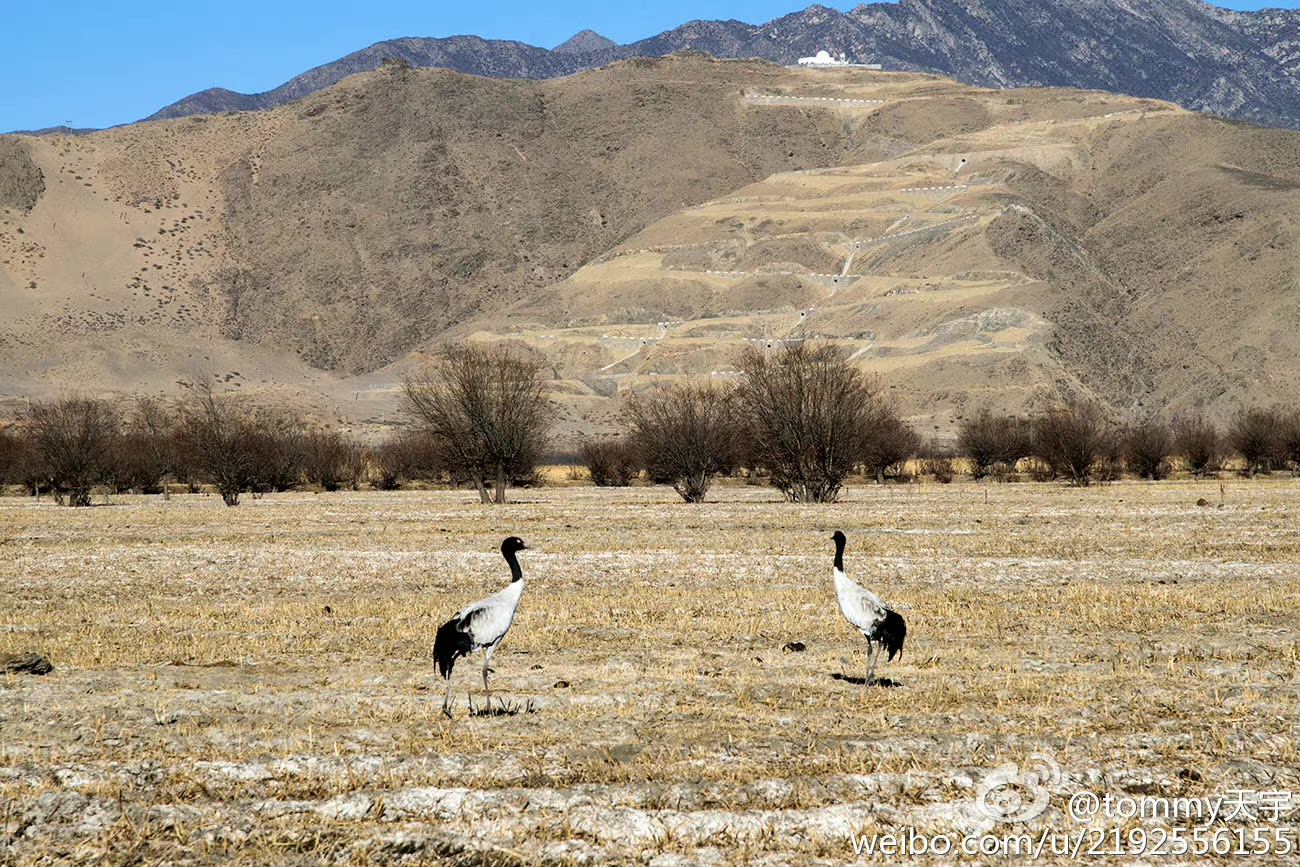 为什么我劝你一定要在冬天去西藏,冬天去西藏还是夏藏好