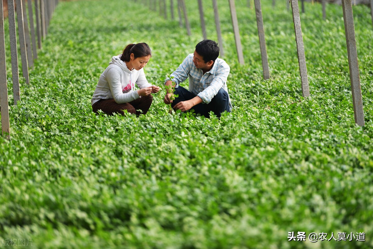 为什么现在年轻人都去农村创业,农村创业最难的方法是什么