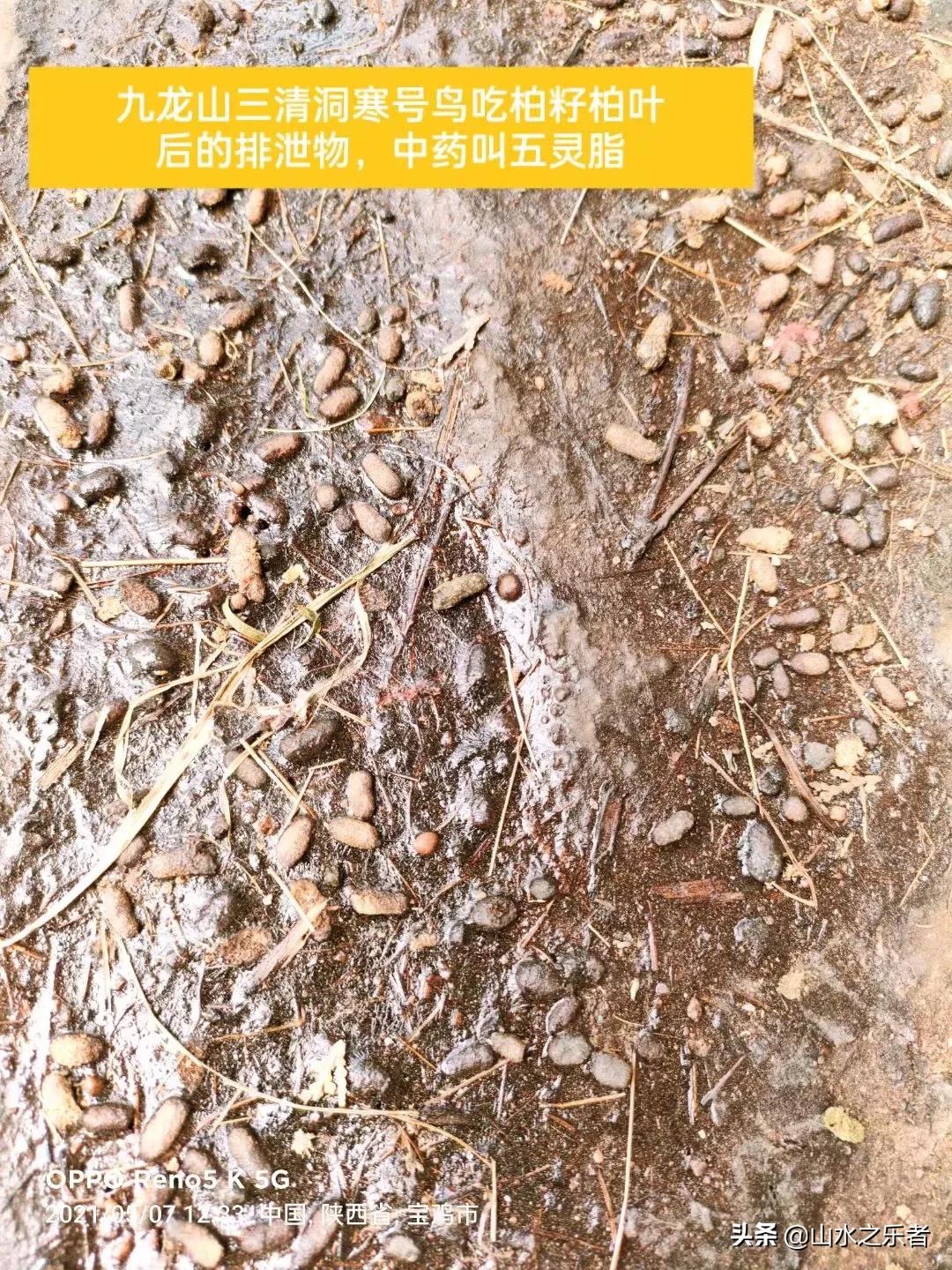 宝鸡旅游攻略九龙山,宝鸡市九龙山旅游攻略