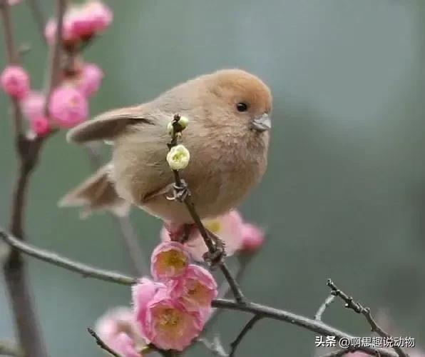 人称“小肥啾”呆萌又可爱，壮汉见了都喜爱，真是人见人爱