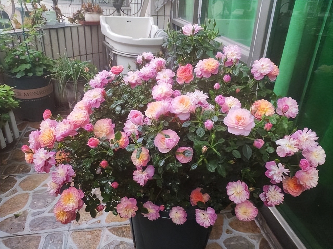 哪些室内花花期长又好养,室内养太多花好吗