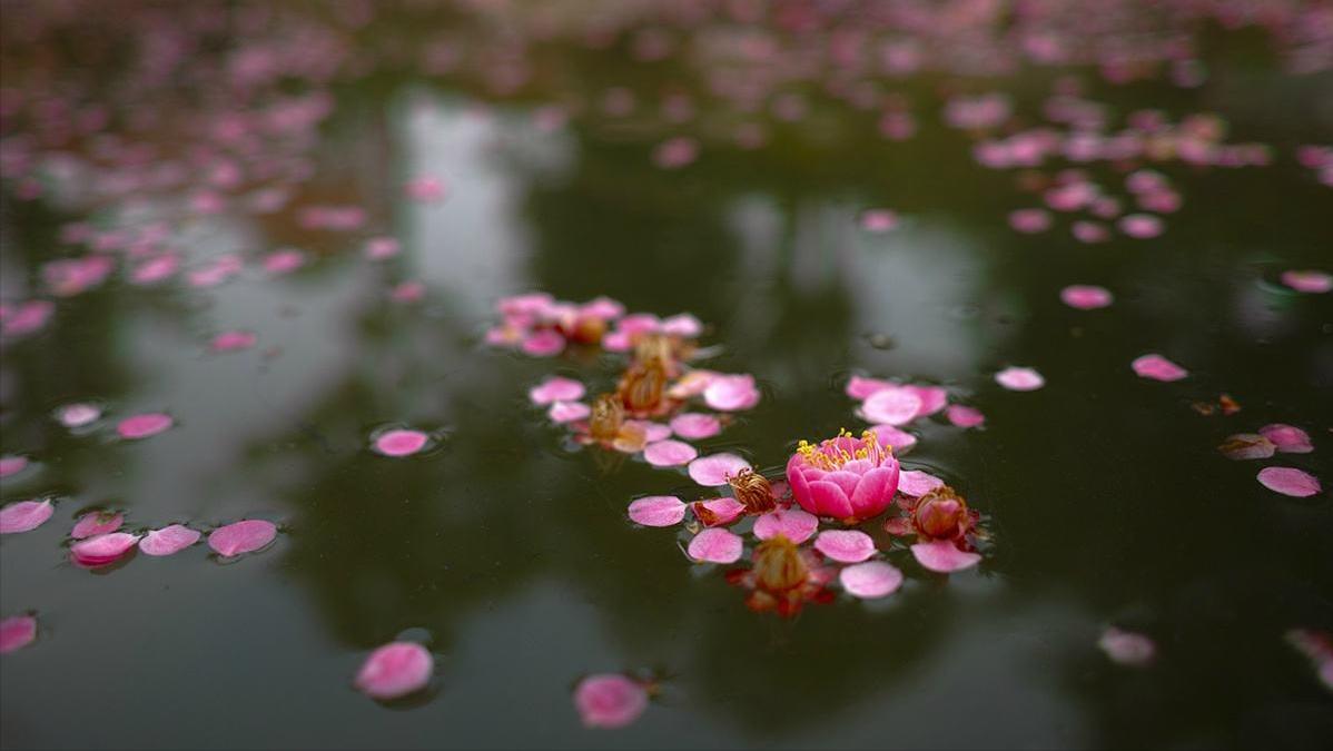 8首浪漫桃花诗词,三十六首经典桃花诗词