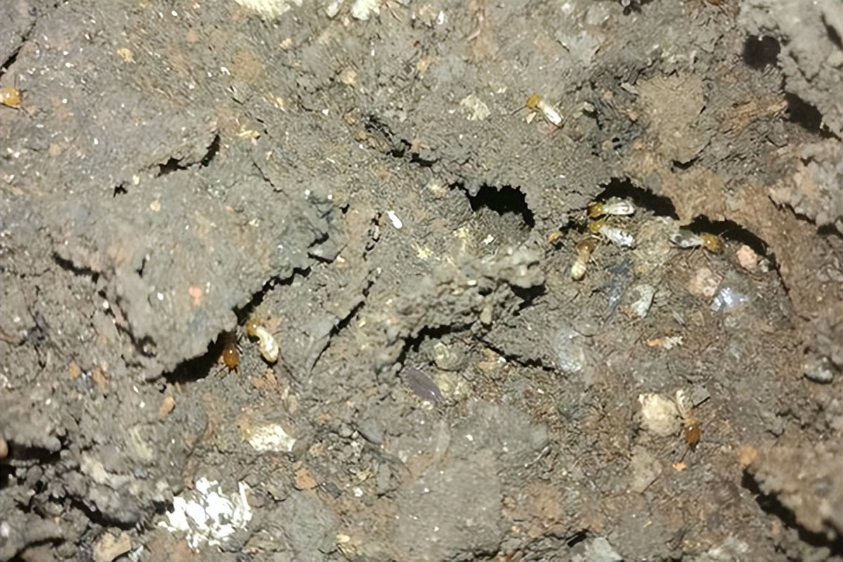 汕头林胜白蚁防治中心上门灭白蚁,清远白蚁防治研究所除白蚁多少钱