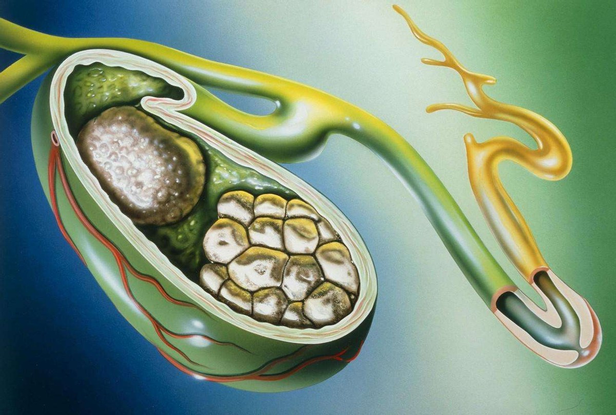 鹦鹉舍利子,动物也能烧出舍利子吗