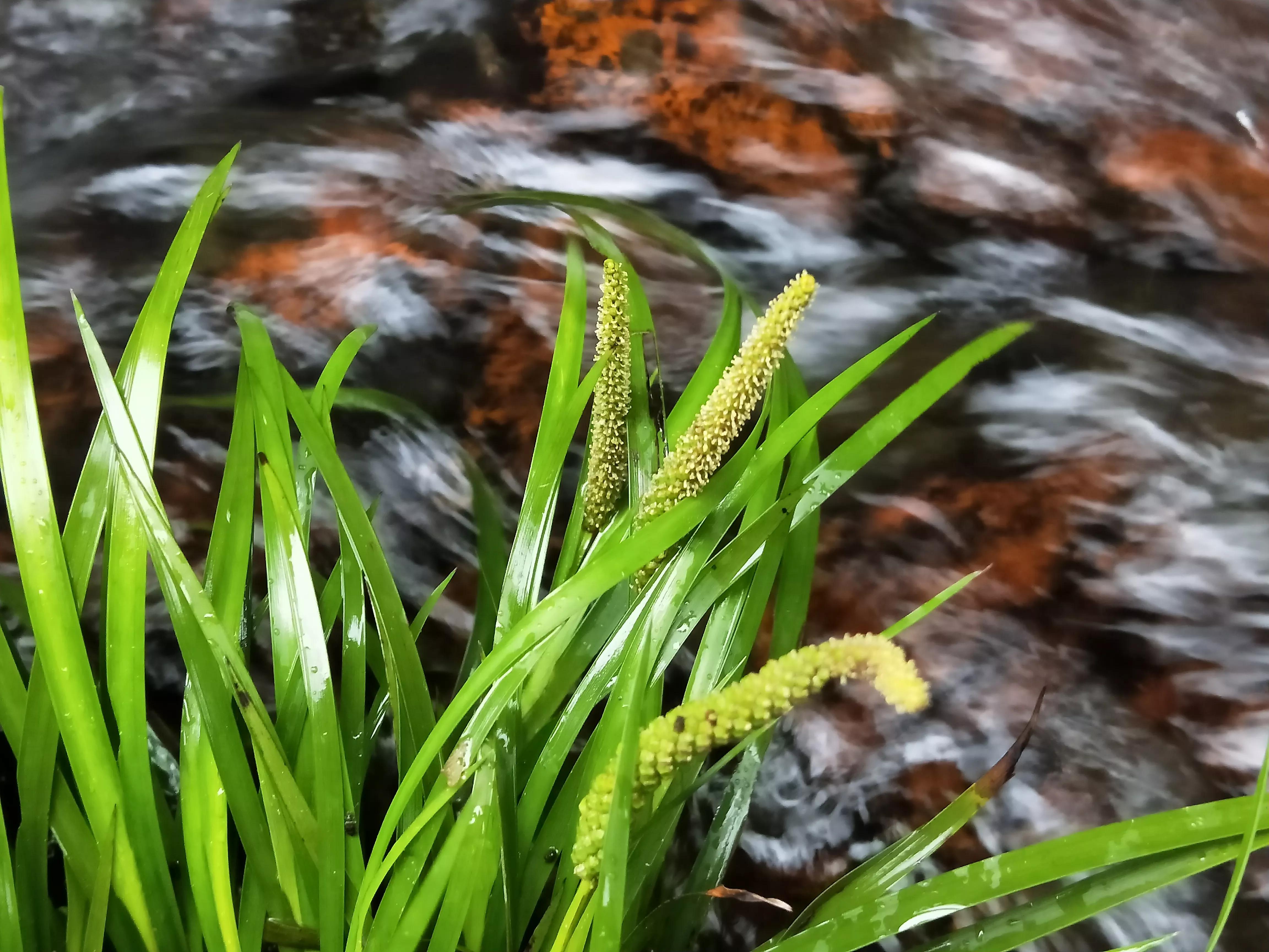 谷雨前后的茶推荐,醇香甘甜的早春好茶