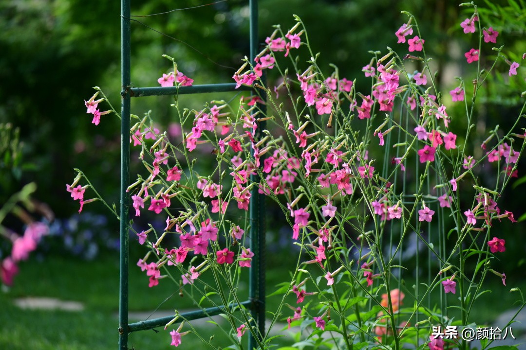 冬天开花的室外花卉盆栽,温室盆栽观花花卉植物