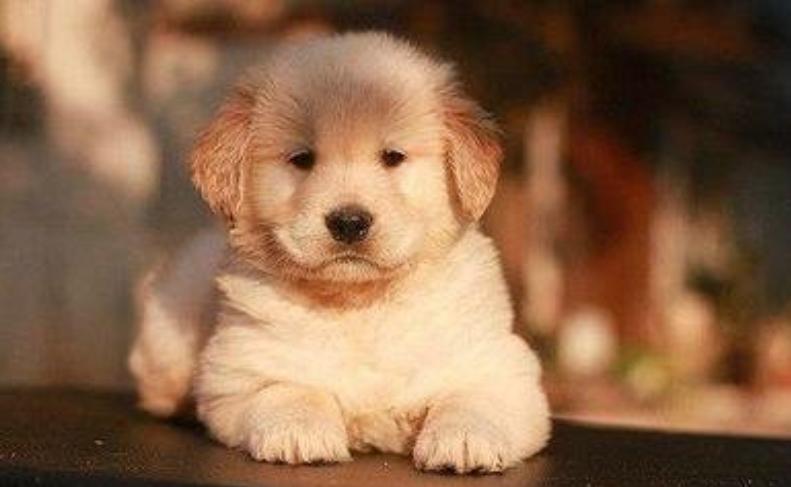 幼犬狗狗不爱吃东西怎么解决,狗狗日记阅读