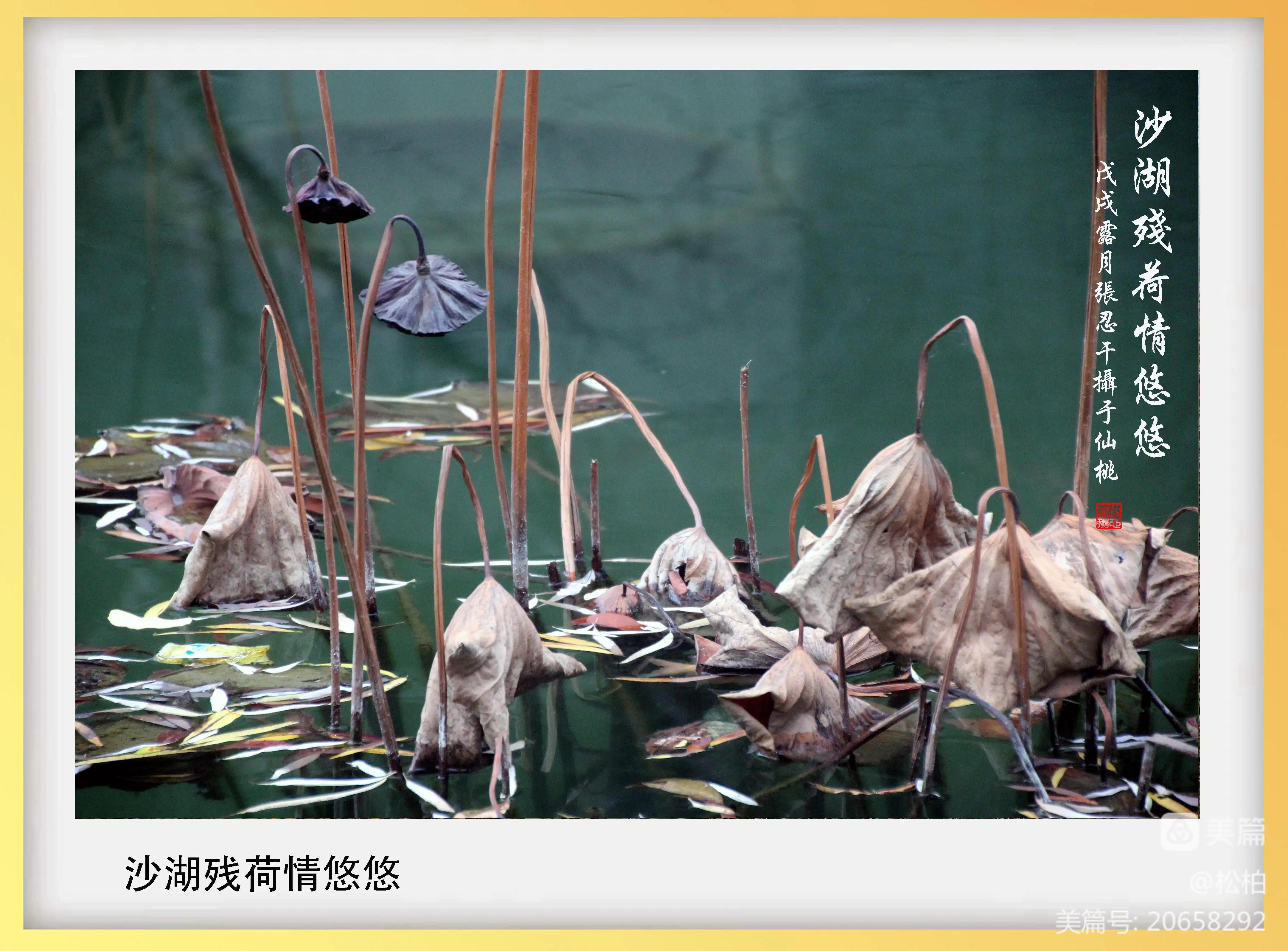 【松柏】诗图战友情（二十一）沙湖沔阳州