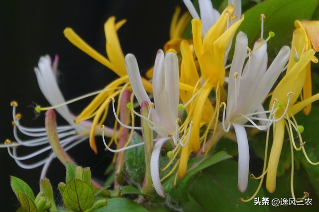 一亩地种植什么药材最赚钱,50亩种什么药材最有前景