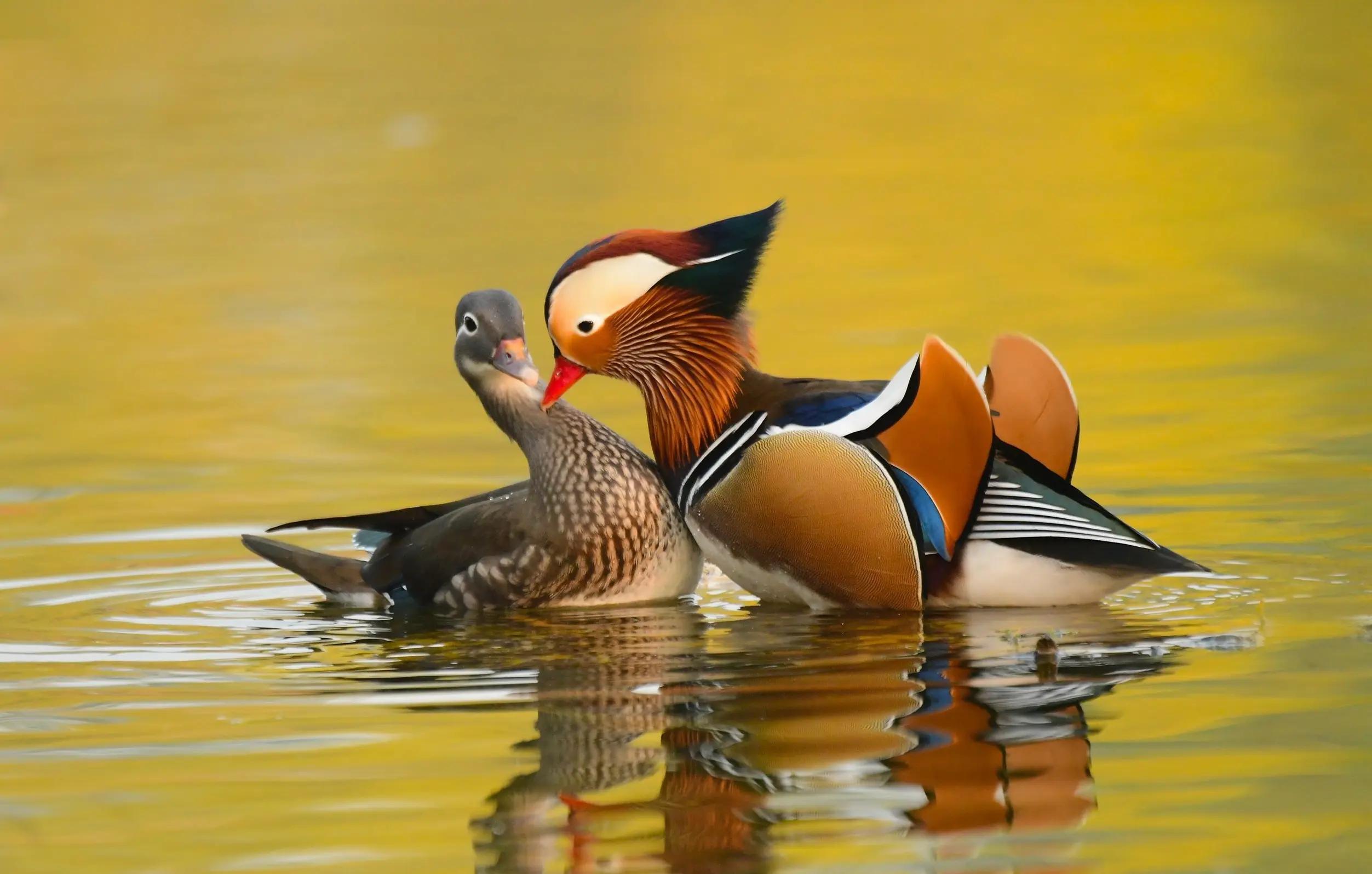 妻子名称的来源,妻子的各种历史称谓