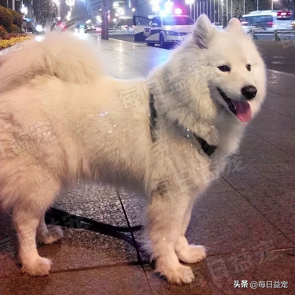 萨摩耶在马路边上捡回家养,萨摩耶被流浪狗看上