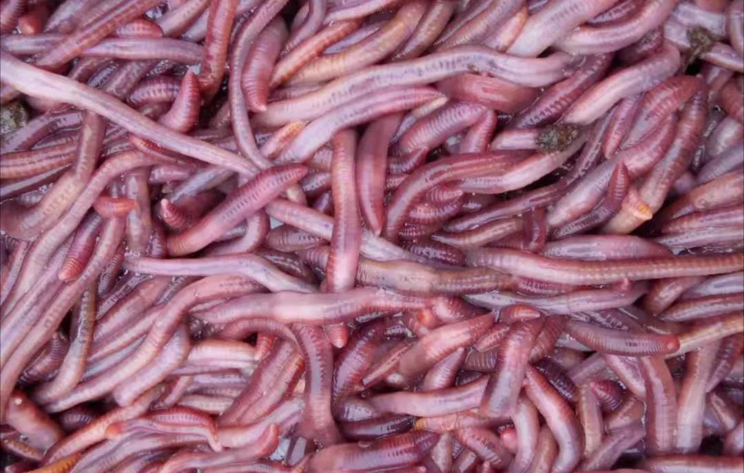 热带鱼观赏鱼养殖必知技巧,新手养热带鱼养什么鱼比较好