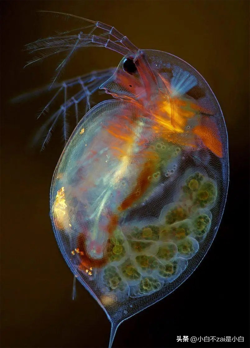 显微镜观察昆虫脸视频,昆虫在显微镜下的真正面目