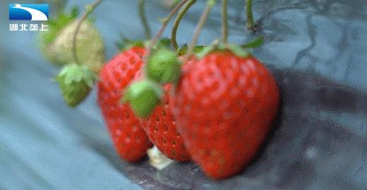 甜了味蕾鼓了荷包湖北20万亩草莓变身“致富果”