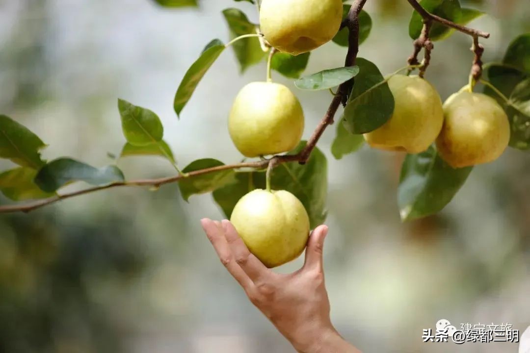 缤纷水果季即将开始！来建宁释放夏日多巴胺