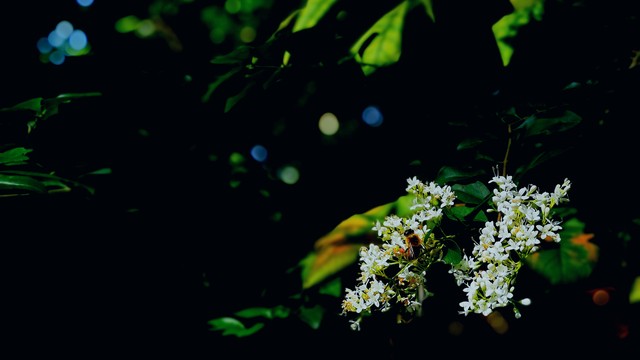 小叶女贞盆景,小叶女贞