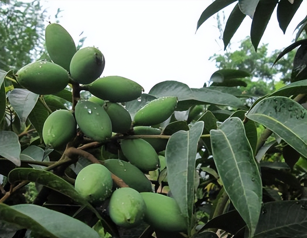 胖大海有润肺的功效吗,胖大海怎么泡水喝止咳