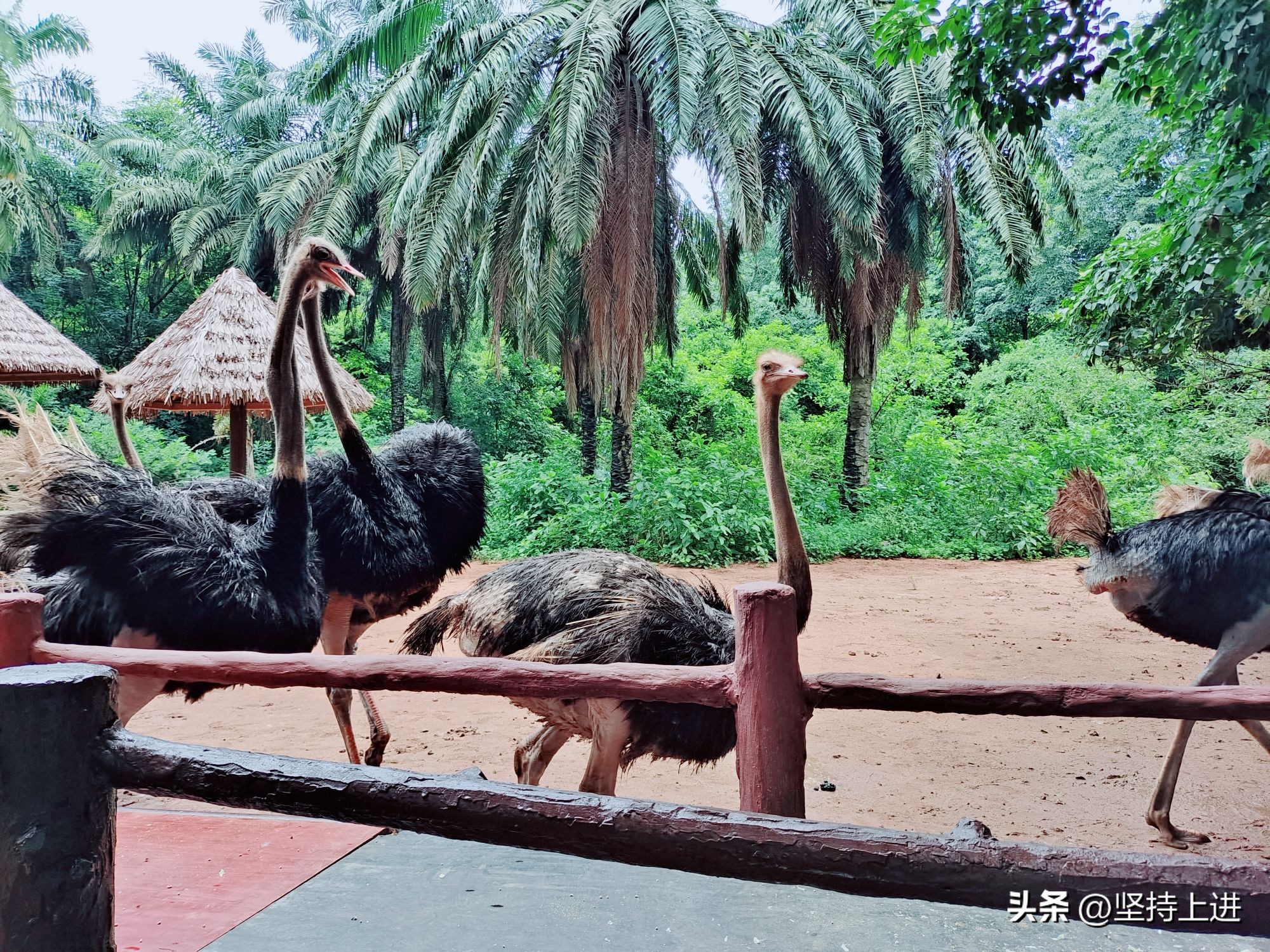 中国十大动物园排行榜,全国十佳动物园有哪些地方