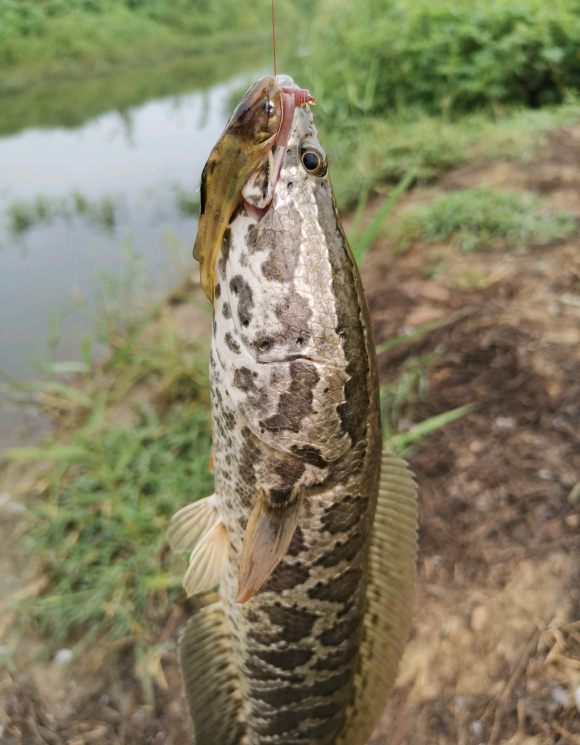 冰钓怎么钓黑鱼最好用,暮春手竿钓黑鱼全攻略