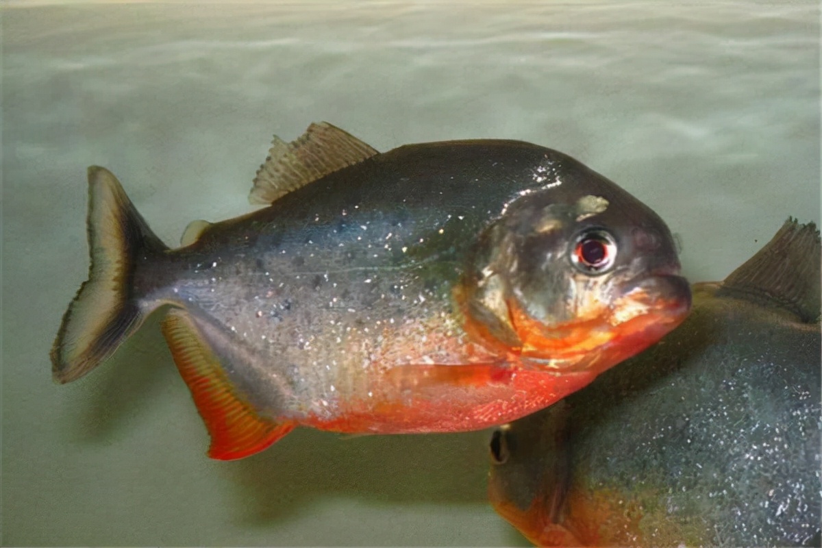 亚马逊雨林到底有多大有多恐怖,亚马逊雨林有多可怕图文