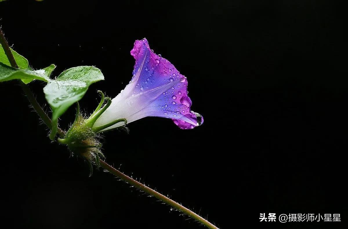 小小牵牛花鲜艳夺目,小小牵牛花教学