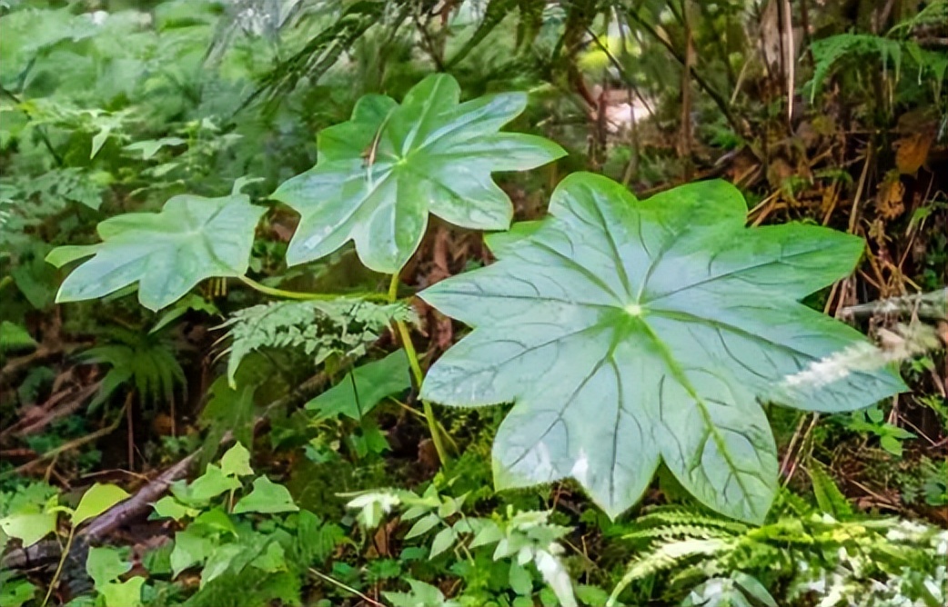 什么植物可以防止蛇,什么植物可以防蛇进家