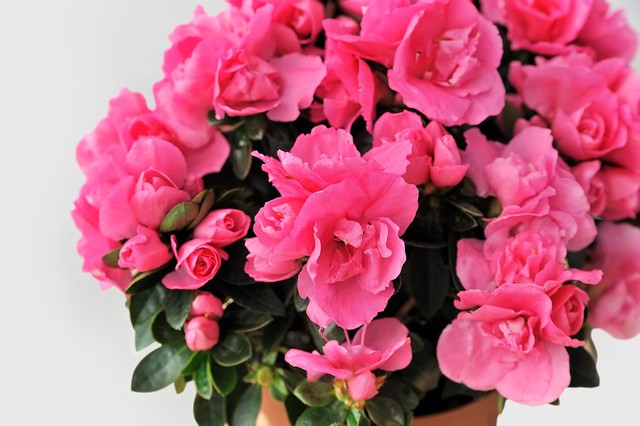 这6种花给点水就爆盆懒人必备,这4种花随便一养就爆盆