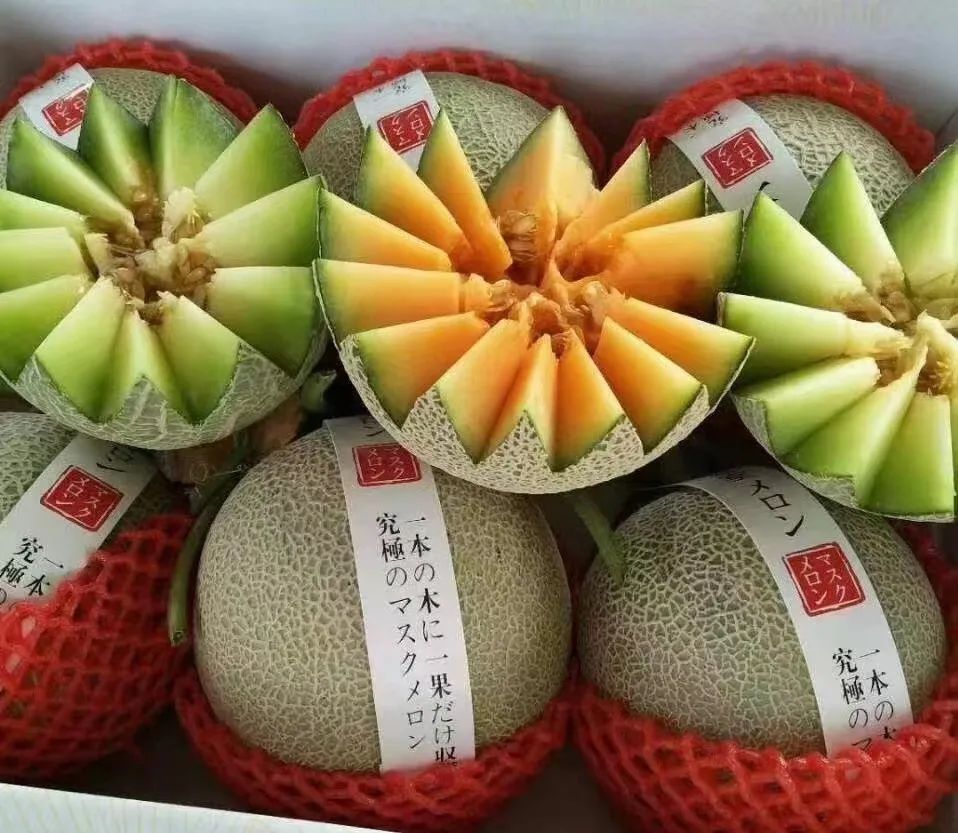 甜瓜哪个品种比较好卖,最新甜瓜产地价格