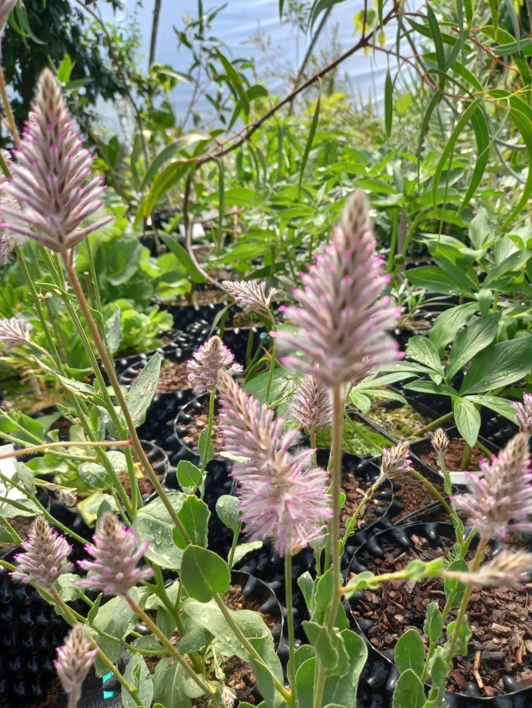 澳洲狐尾花一盆栽几棵,好养的狐尾巴植物