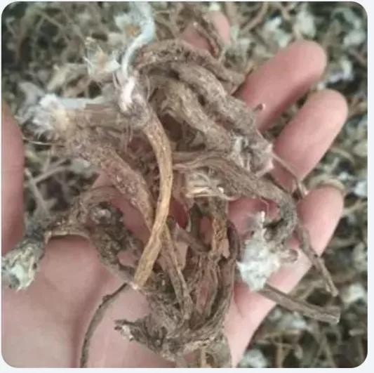 每日一味中药桃仁,每日一味中药檀香