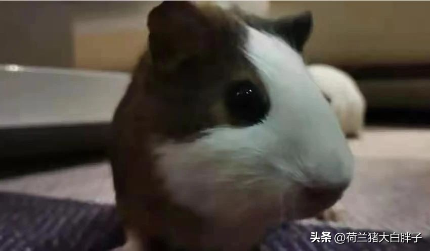 家里养的荷兰猪能放生吗,荷兰猪可以到野外放生吗