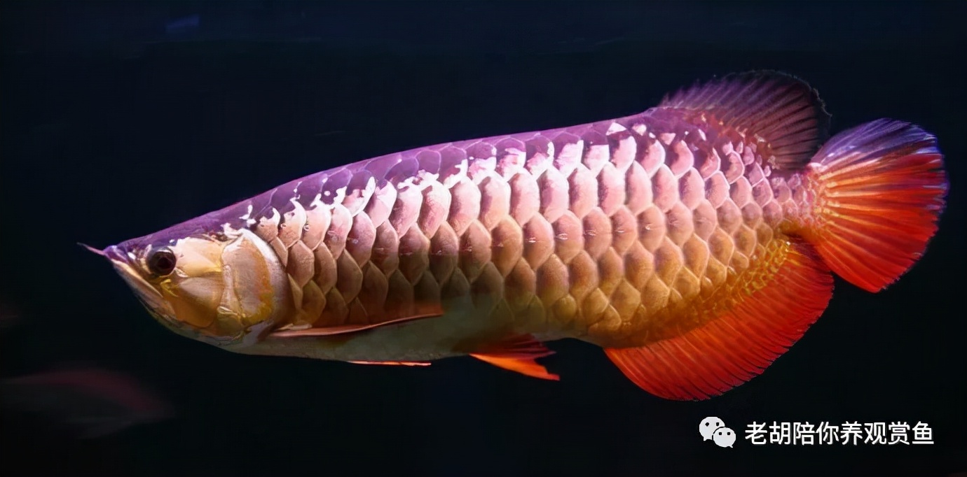 金头过背金龙鱼怎么饲养,金龙鱼如何饲养避免掉眼