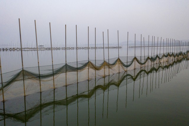 巴贝工厂化养蚕新技术视频,织锦巴非蛤和波纹巴非蛤